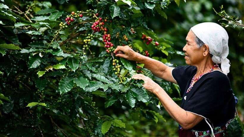 Chiang Mai: Doi Inthanon National Park Sightseeing Only - Key points to know before booking