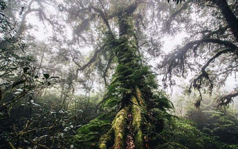 Chiang Mai: Doi Inthanon National Park Sightseeing Only - The King and Queen Pagodas, with time for photos