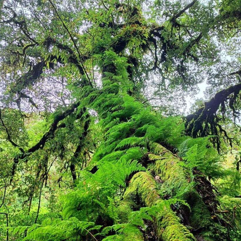 Chiang Mai: Doi Inthanon National Park & Waterfall Day Tour - Why Doi Inthanon makes a strong day trip from Chiang Mai