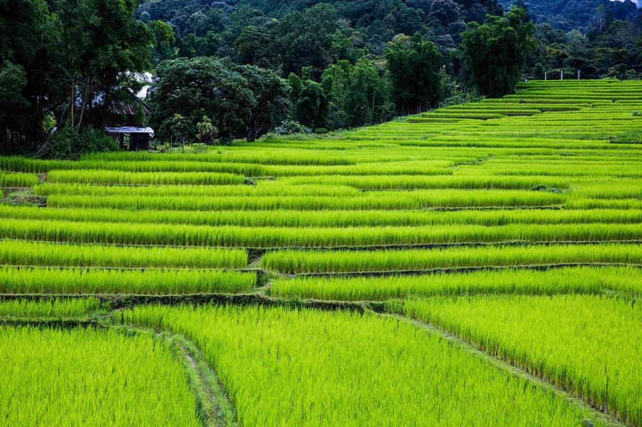 Chiang Mai: Doi Inthanon National Park, Waterfall & Lunch - What to bring and what to wear