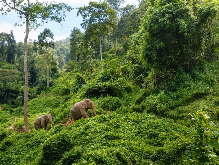 Chiang Mai: Doi Inthanon Park and Pha Dok Siew Trail Trek - Key Things to Know Before You Go