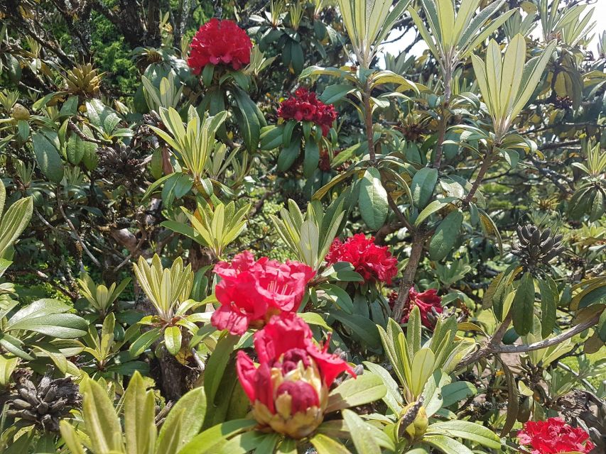 Chiang Mai: Doi Inthanon Park Day Trip with Kiw Mae Pan Hike - Hmong Market and Hill Villages Add Human Context