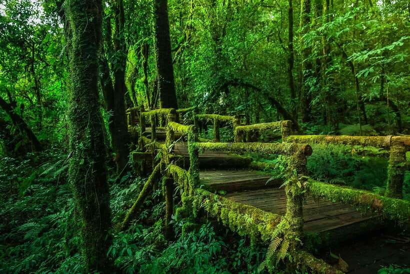 Chiang Mai: Doi Inthanon Park Tour & Kew Mae Pan Trail Hike - The twin pagodas and Thailand’s highest point