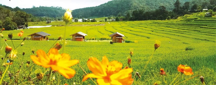 Chiang Mai: Doi Inthanon Trip with Pha Dok Siew Guided Trek - Thailand’s highest point is a quick, quiet stop