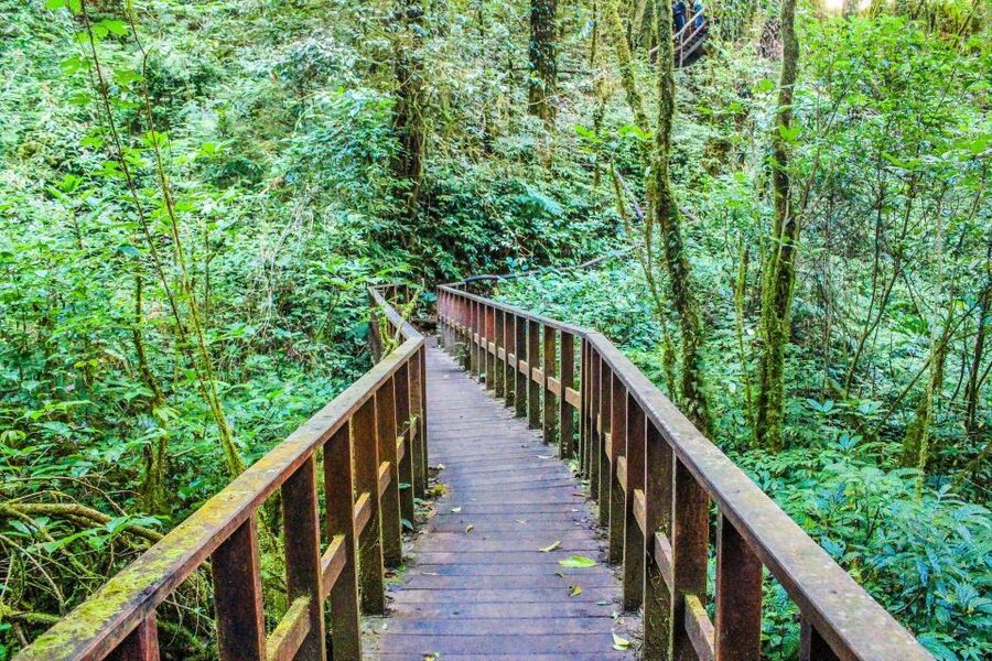Chiang Mai: Doi Inthanon, Waterfalls, & Tribal Villages Tour - Forest paths around the Roof of Thailand