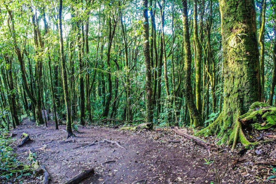 Chiang Mai: Doi Inthanon, Waterfalls, & Tribal Villages Tour - The King and Queen Pagodas