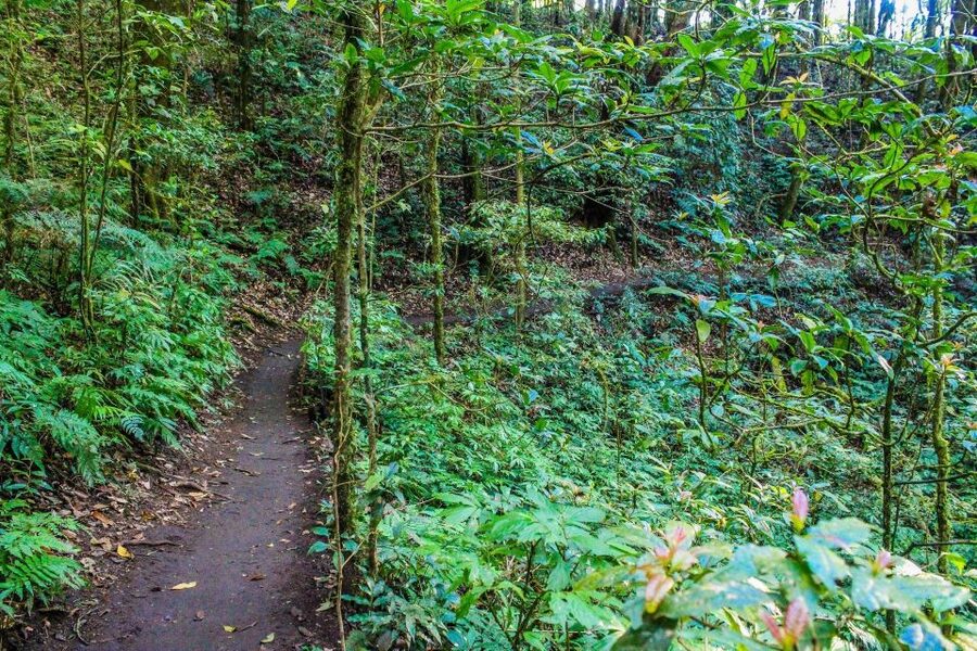 Chiang Mai: Doi Inthanon, Waterfalls, & Tribal Villages Tour - Lunch, local markets, and the hill communities
