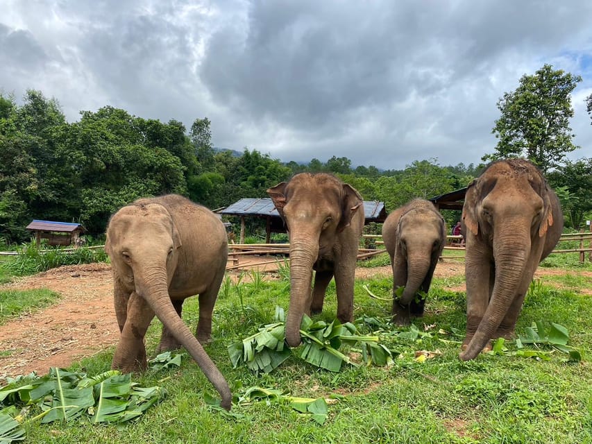 Chiang Mai: Elephant Dream Project Sanctuary - Half-Day - Meeting the elephants at the sanctuary