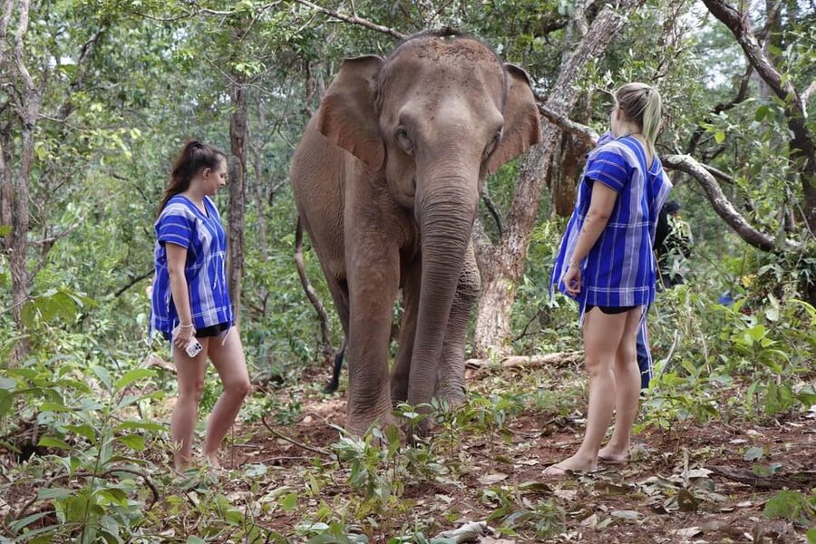 Chiang Mai: Elephant Dream Project Sanctuary - Half-Day - Walking beside them in the jungle