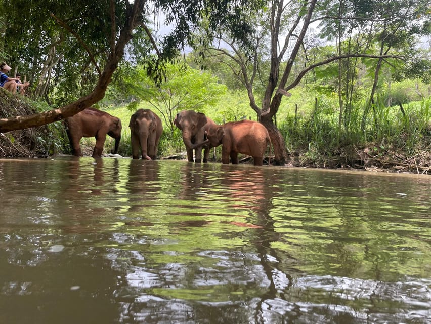 Chiang Mai: Elephant Dream Project Sanctuary - Half-Day - What ethical care means here
