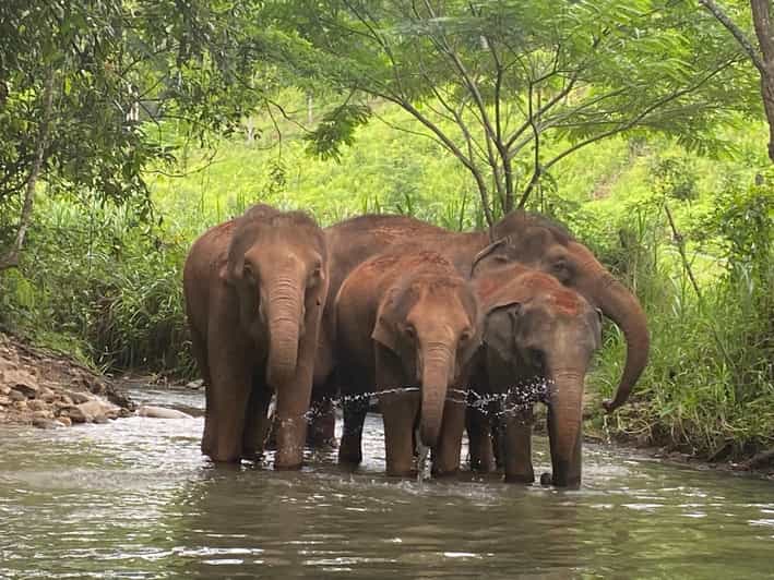 Chiang Mai: Elephant Dream Project Sanctuary - Half-Day - The return trip and the real time commitment