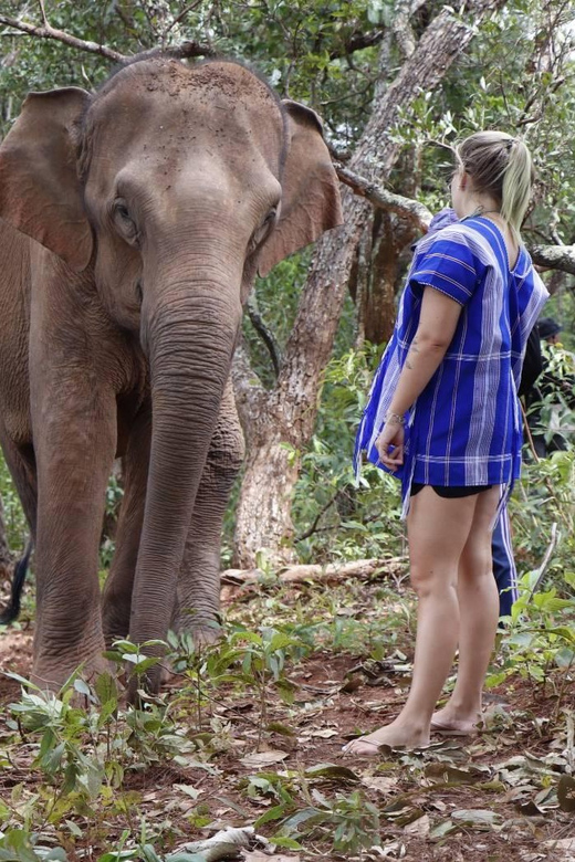 Chiang Mai: Elephant Dream Project Sanctuary - Half-Day - Is $51 good value?