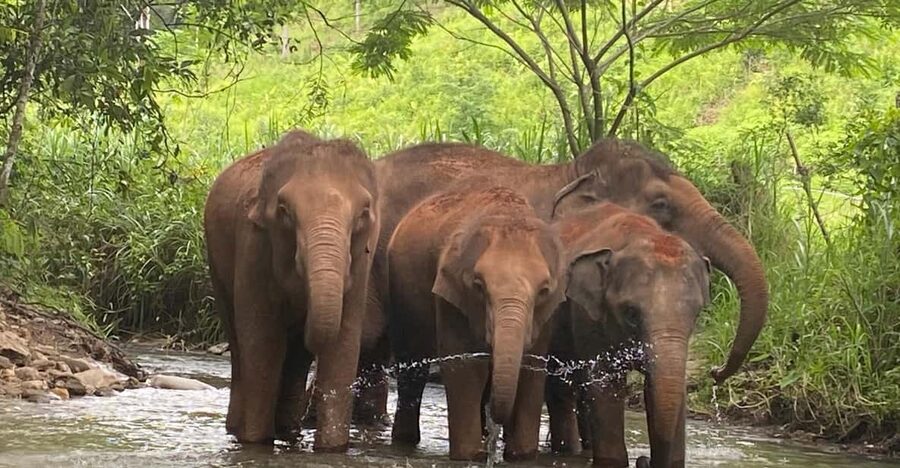 Chiang Mai: Elephant Dream Project Sanctuary - Half-Day - Who will enjoy this half-day experience?
