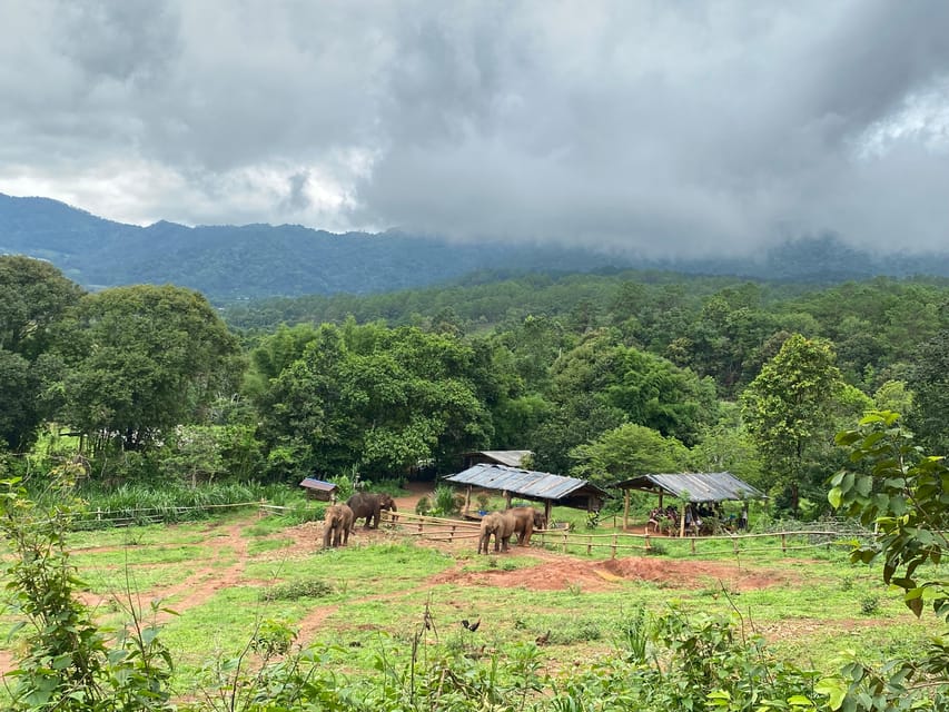 Chiang Mai: Elephant Dream Project Sanctuary - Half-Day - Feeding elephants, one bucket at a time