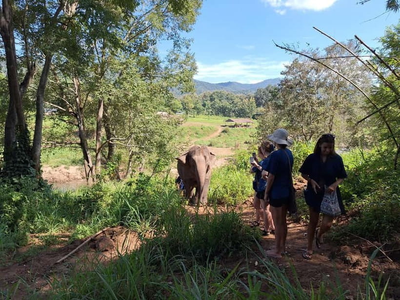 Chiang Mai: Elephant Sanctuary Bamboo Raft & Padthai Cooking - Cooking vegetarian Pad Thai with local ingredients