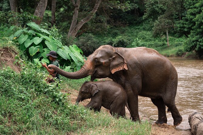 Chiang Mai Elephant Sanctuary, Bamboo Rafting and Waterfall Tour - Key points at a glance