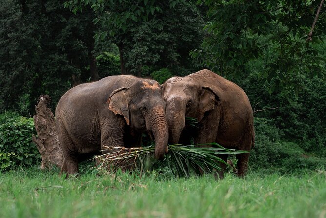 Chiang Mai Elephant Sanctuary, Bamboo Rafting and Waterfall Tour - Bua Tong Waterfall: a barefoot climb with a catch