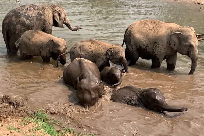 Chiang Mai Elephant Sanctuary, Bamboo Rafting and Waterfall Tour - Bamboo rafting through the forest