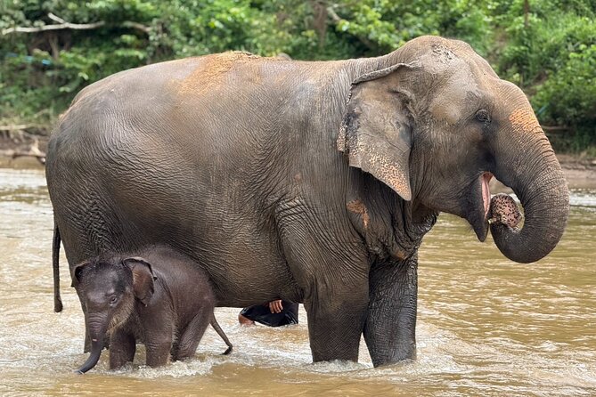 Chiang Mai Elephant Sanctuary, Bamboo Rafting and Waterfall Tour - What the $58.70 price really covers