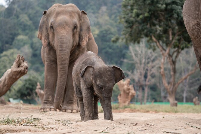 Chiang Mai Elephant Sanctuary, Bamboo Rafting and Waterfall Tour - Who should book this day?