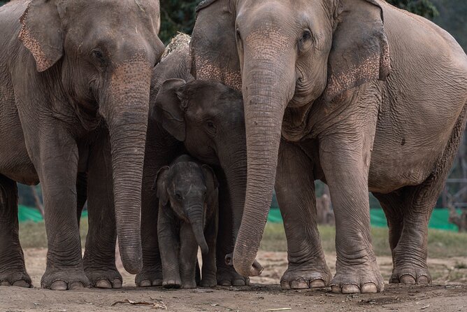 Chiang Mai Elephant Sanctuary, Bamboo Rafting and Waterfall Tour - Practical preparation for the day