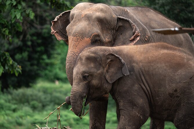 Chiang Mai Elephant Sanctuary, Bamboo Rafting and Waterfall Tour - The elephant sanctuary: the heart of the outing
