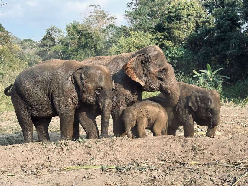 Chiang Mai: Elephant Sanctuary Feeding Program Half-Day Tour - The road south from Chiang Mai