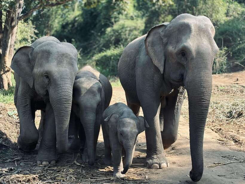 Chiang Mai: Elephant Sanctuary Feeding Program Half-Day Tour - Meeting the elephants and the people who care for them