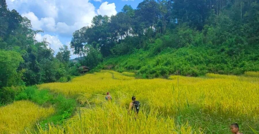 Chiang Mai: Elephant Sanctuary & Jungle Trek w/ Waterfall - Why Mae Wang Makes a Good Day Trip