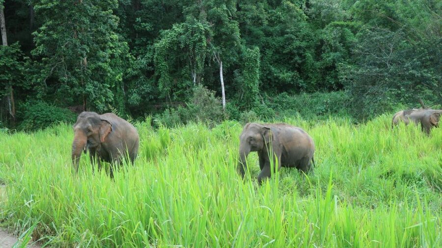 Chiang Mai: Elephant Sanctuary & Jungle Trek w/ Waterfall - A Short Jungle Walk to Mae Wang Waterfall