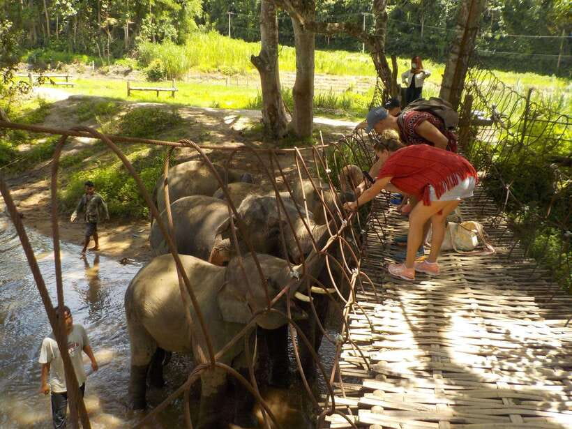 Chiang Mai: Elephant Sanctuary Local Hill Tribe Caretakers - Mud, water, and a hands-on elephant bath