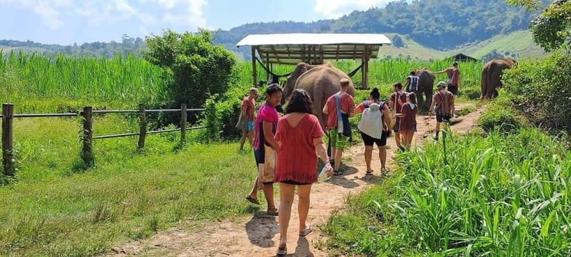 Chiang Mai: Elephant Sanctuary Local Hill Tribe Caretakers - The one-hour ride from Chiang Mai