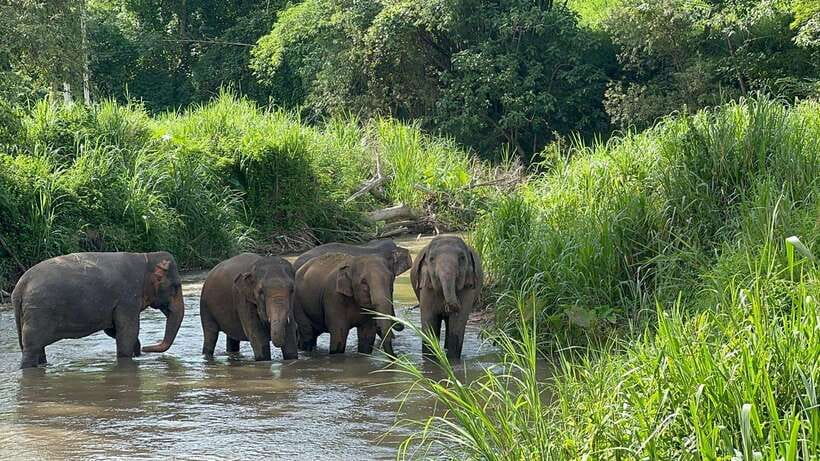 Chiang Mai: Elephant Sanctuary, Monk Trail & Doi Suthep Tour - Key points at a glance