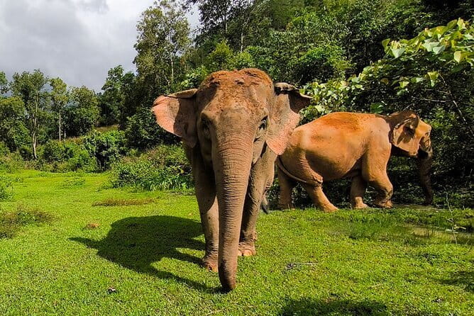 Chiang Mai Elephant Sanctuary Observation and Bamboo Rafting - Key things to know before you book