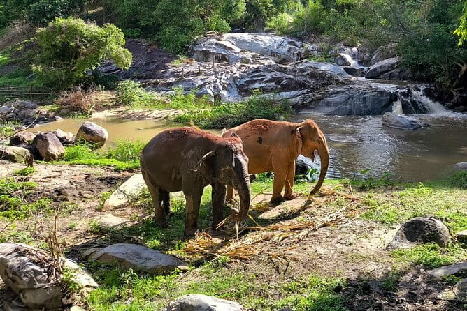 Chiang Mai Elephant Sanctuary Observation and Bamboo Rafting - Walking with elephants through the forest