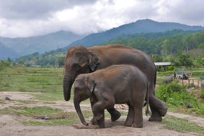 Chiang Mai Elephant Sanctuary Observation and Bamboo Rafting - Herbal tea, waterfall water, and a simple lunch