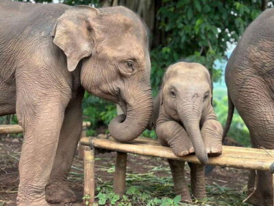 Elephant Sanctuary, Waterfall & Bamboo Rafting