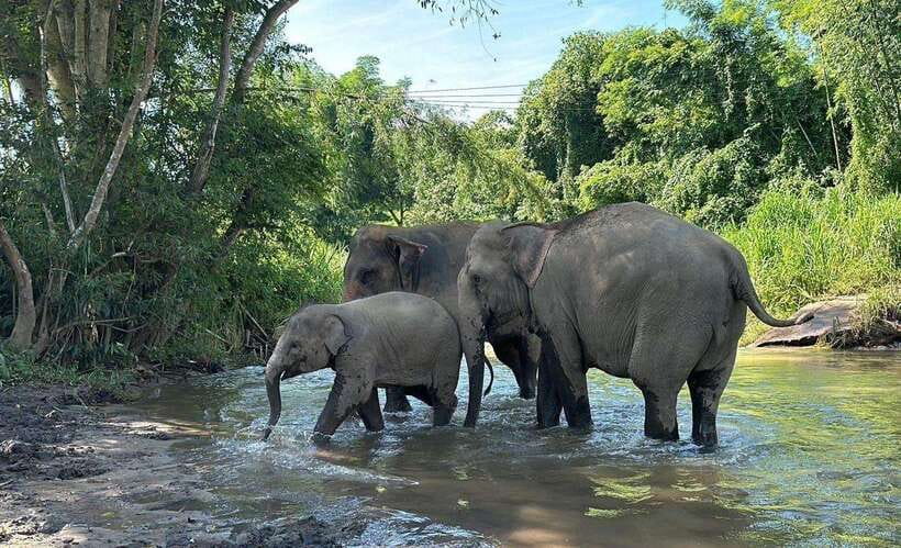 Chiang Mai: Elephant Sanctuary, Waterfall & Bamboo Rafting - Bathing with elephants in the river
