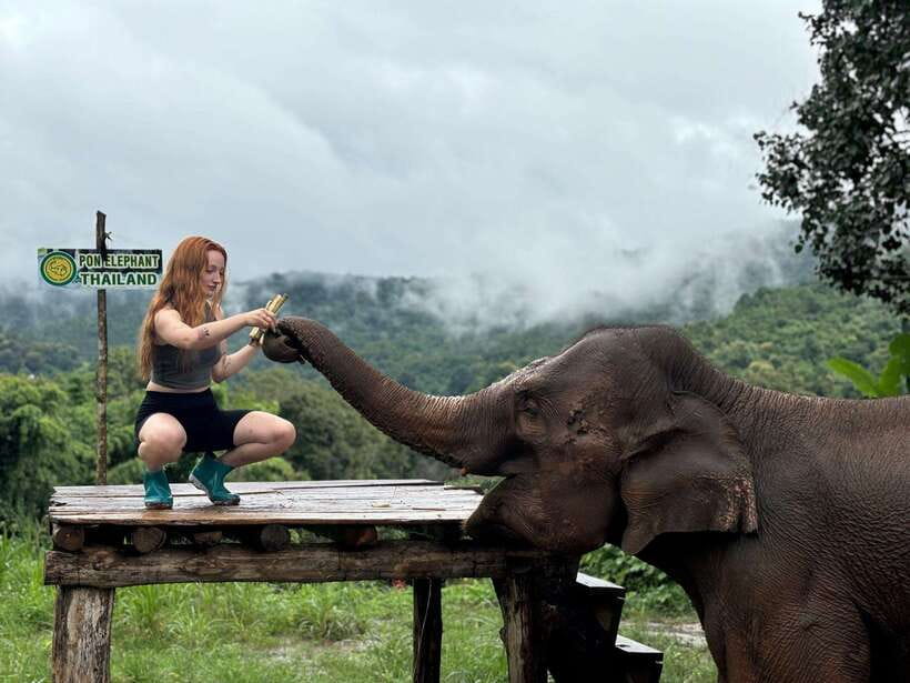 Chiang Mai: Elephant Sanctuary, Waterfall & Bamboo Rafting - What the $60 price really buys you
