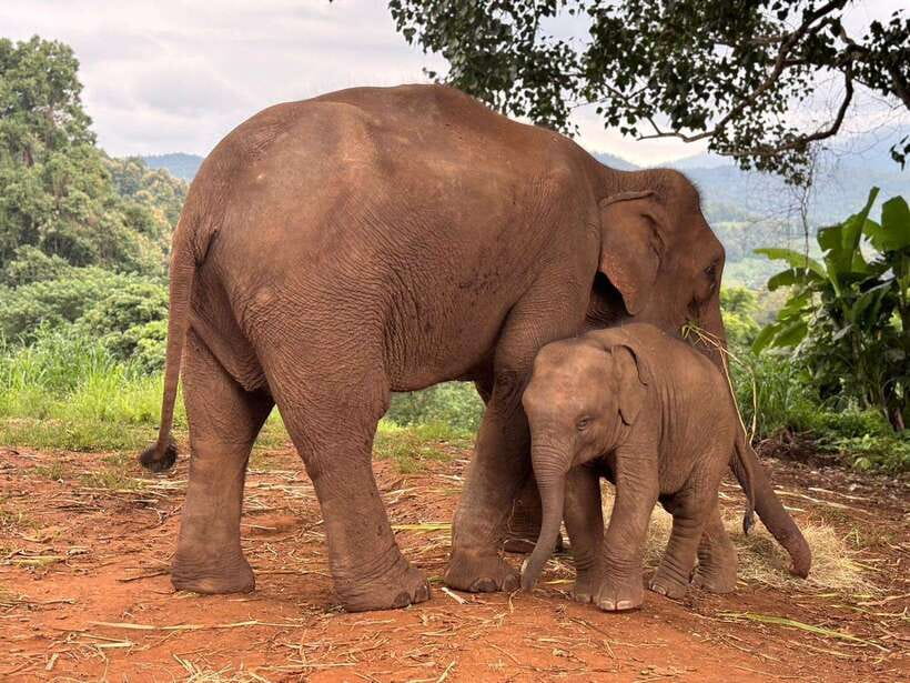 Chiang Mai: Elephant Sanctuary & Waterfall Group Tour - Key points to know before booking
