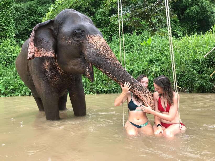 Chiang Mai: Elephant Sanctuary & Waterfall Group Tour - Feeding and walking without a saddle