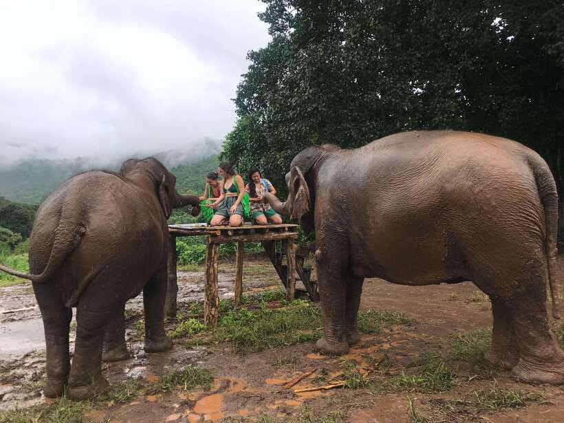 Chiang Mai: Elephant Sanctuary & Waterfall Group Tour - River time with the elephants