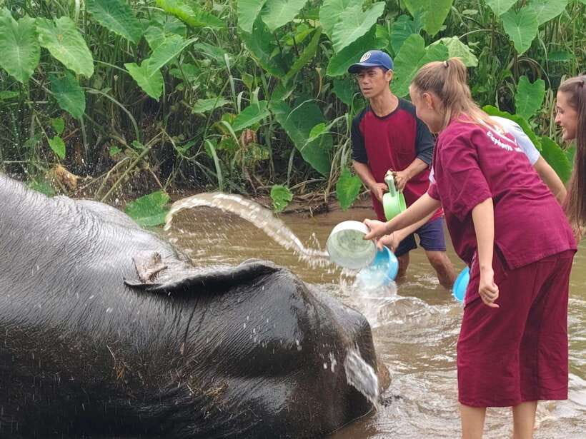 Chiang Mai: Elephants, Sticky Waterfalls, Market and Temple - Chedi Mae Krua Market: start with rural food culture
