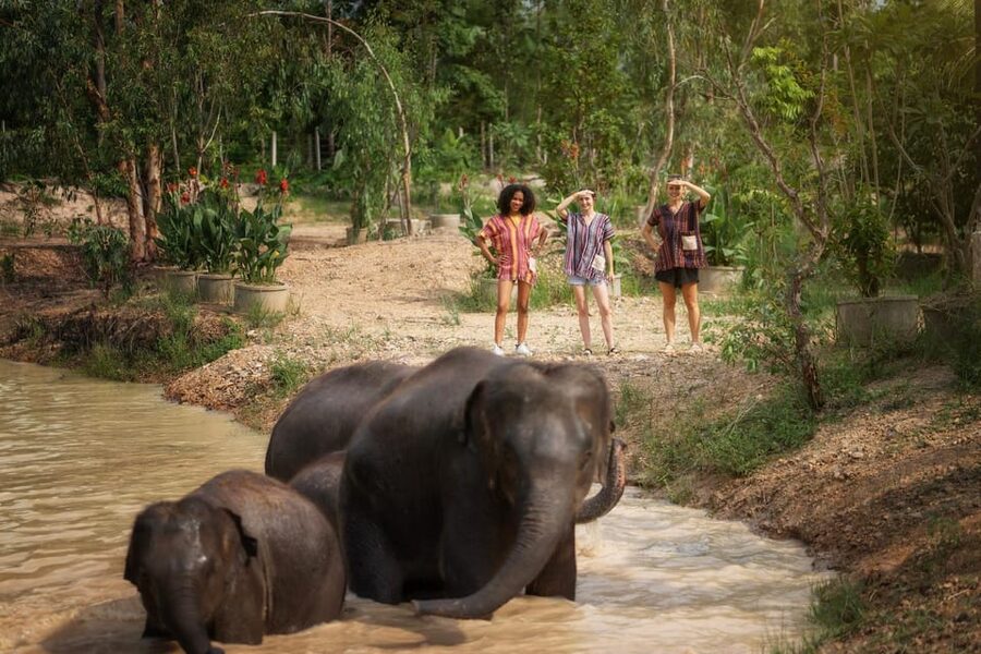 Chiang Mai: Ethical Elephant Encounter Feeding Program - What to bring and how to behave