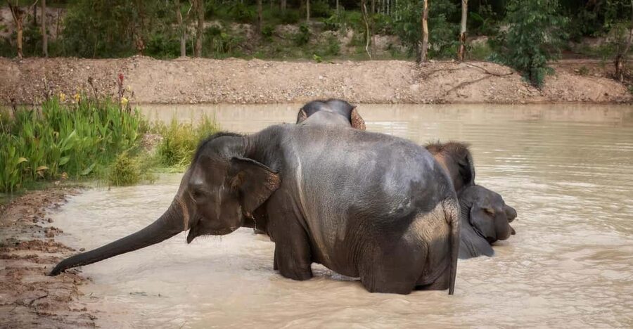 Chiang Mai: Ethical Elephant Encounter Feeding Program - What the one-hour visit is really like