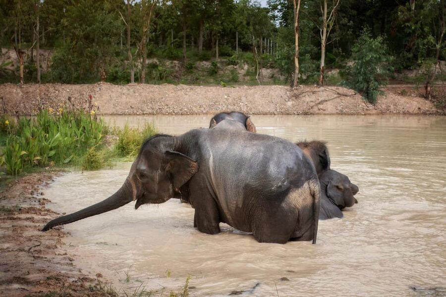 Chiang Mai: Ethical Elephant Encounter Feeding Program - Learning about rescued elephants and their care