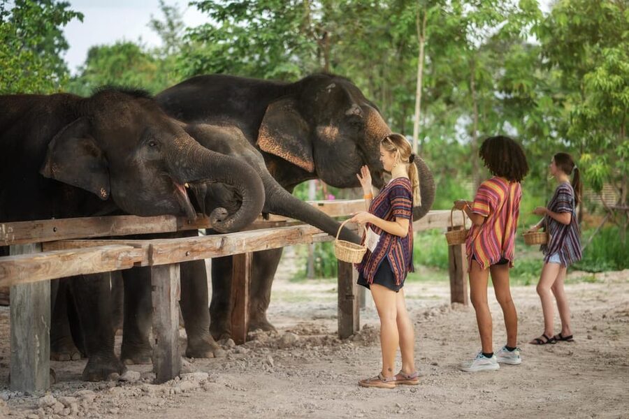 Chiang Mai: Ethical Elephant Encounter Feeding Program - Extra activities, including elephant dung paper