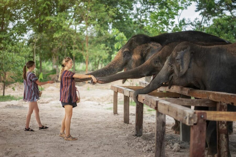 Chiang Mai: Ethical Elephant Encounter Feeding Program - Is $22 good value for Chiang Mai?