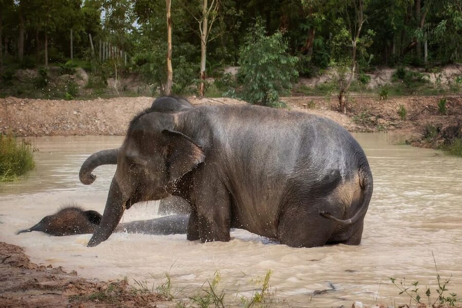 Chiang Mai: Ethical Elephant Encounter Feeding Program - Getting there and getting back