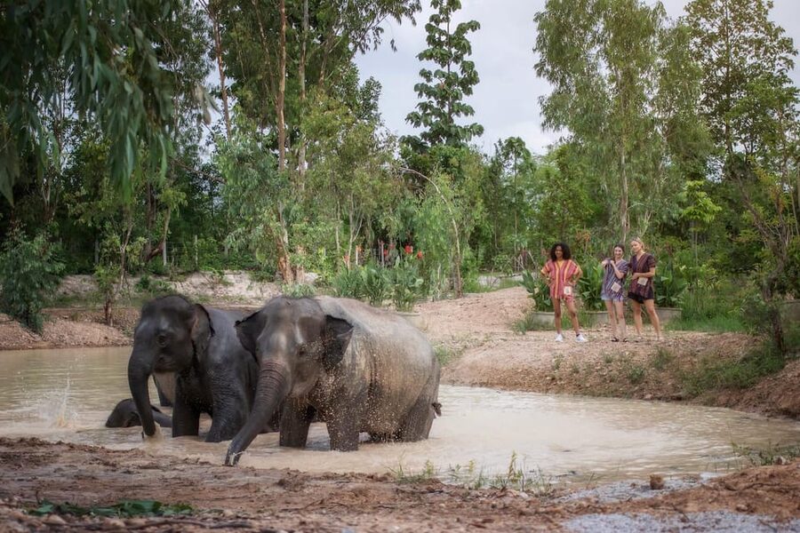 Chiang Mai: Ethical Elephant Encounter Feeding Program - The best time and the right kind of visitor
